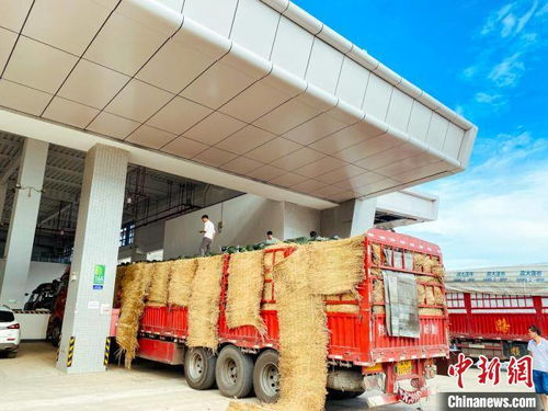 海南最大農(nóng)產(chǎn)品一級(jí)批發(fā)市場(chǎng)開業(yè) 將起穩(wěn)定 菜籃子 作用